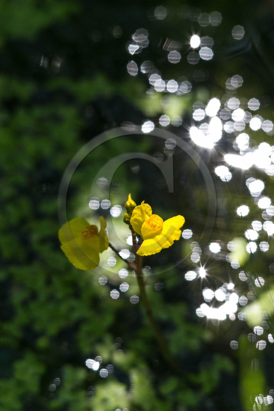 ENS de l'Isère, Tourbières de l'Herretang, petite utriculaire (Utricularia minor)