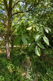 ENS de l'Isère, Boucle des Moïles