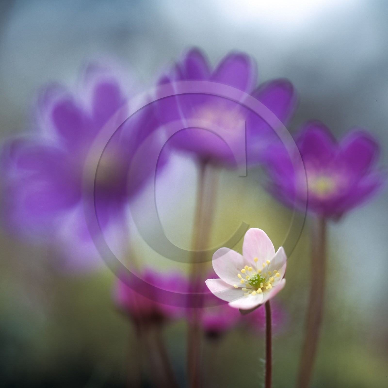 Hépatique noble, Hepatica nobilis