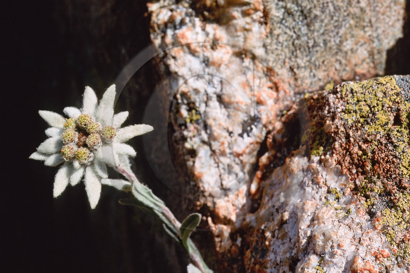 Edelweiss, Leontopodium alpinum