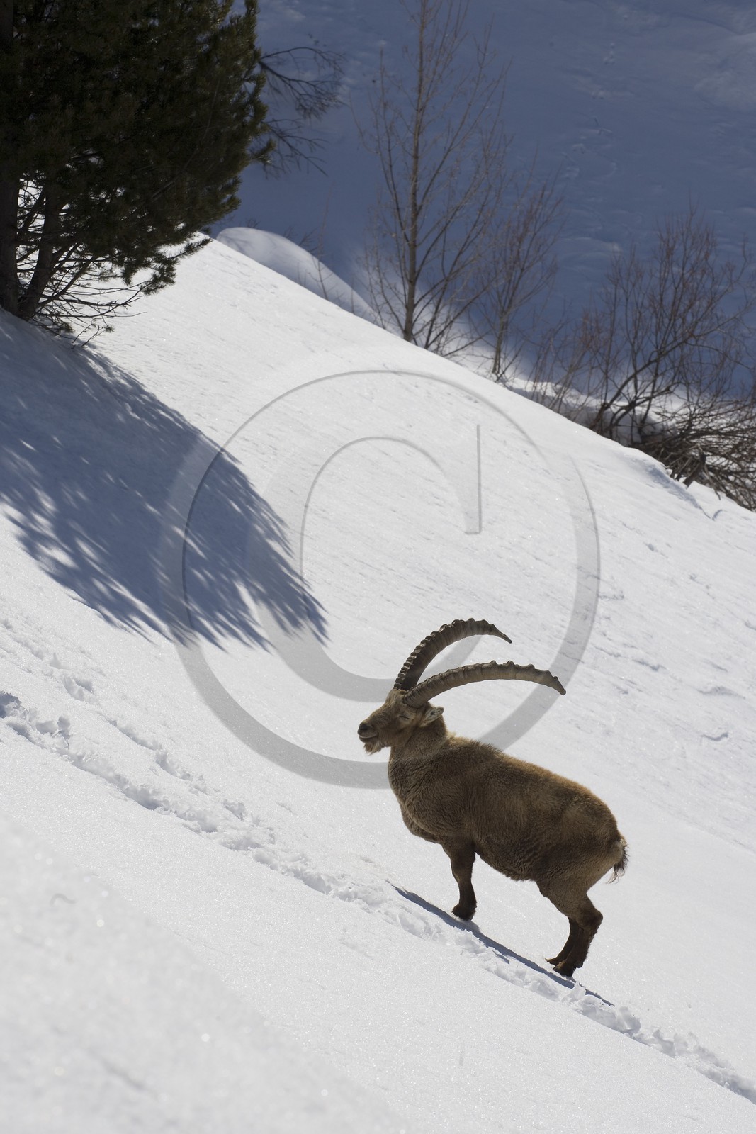 Bouquetin, ou bouquetin des Alpes (Capra ibex)