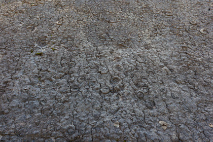 Dalle à ammonites