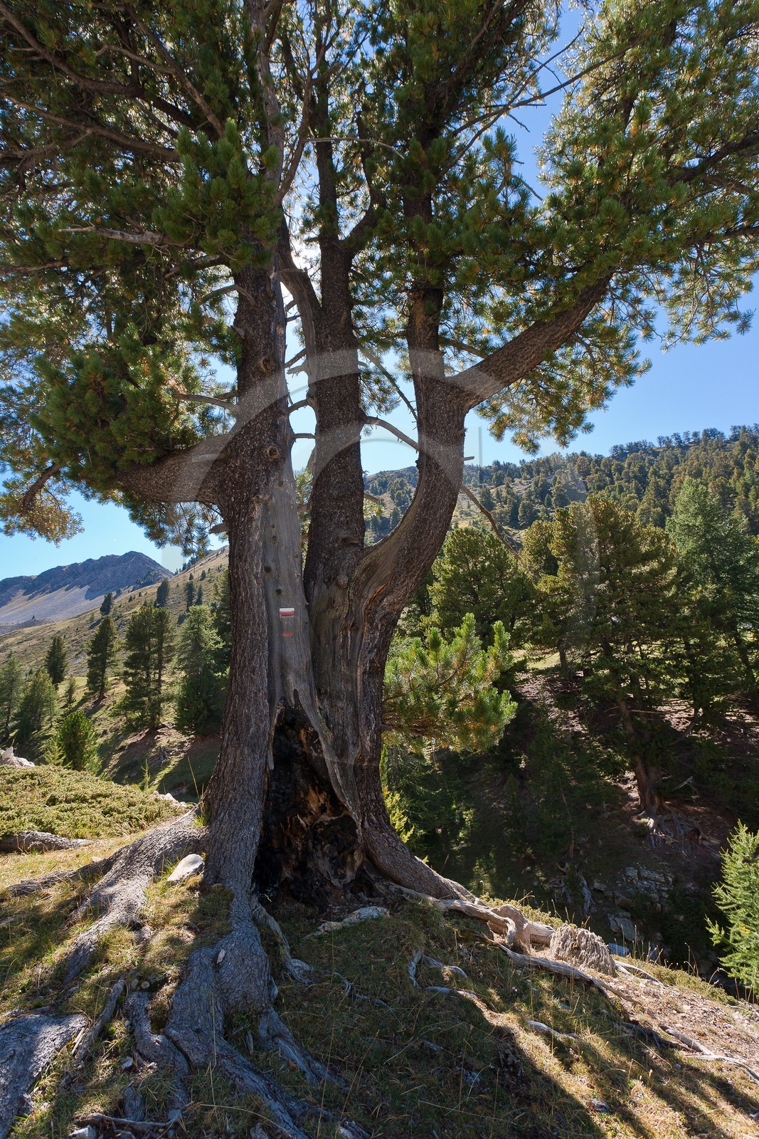 Bois des Ayes, Pin cembro