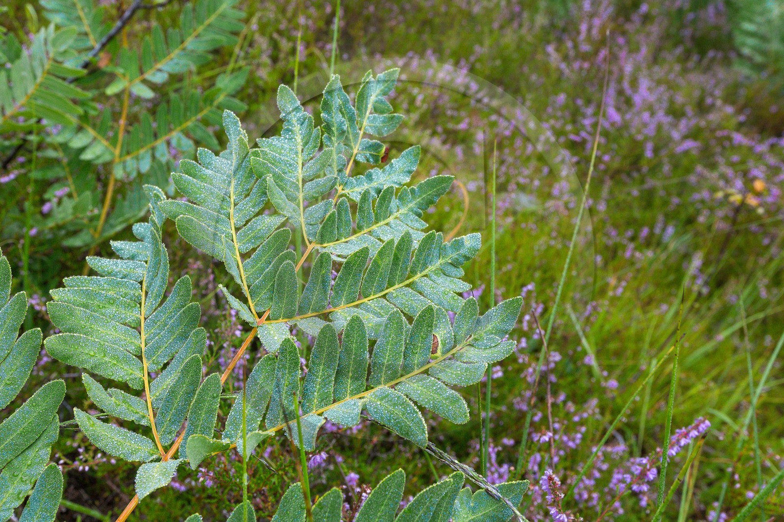 ENS de l'Isère, Tourbière des Planchettes, Osmonde royale (Osmunda regalis)