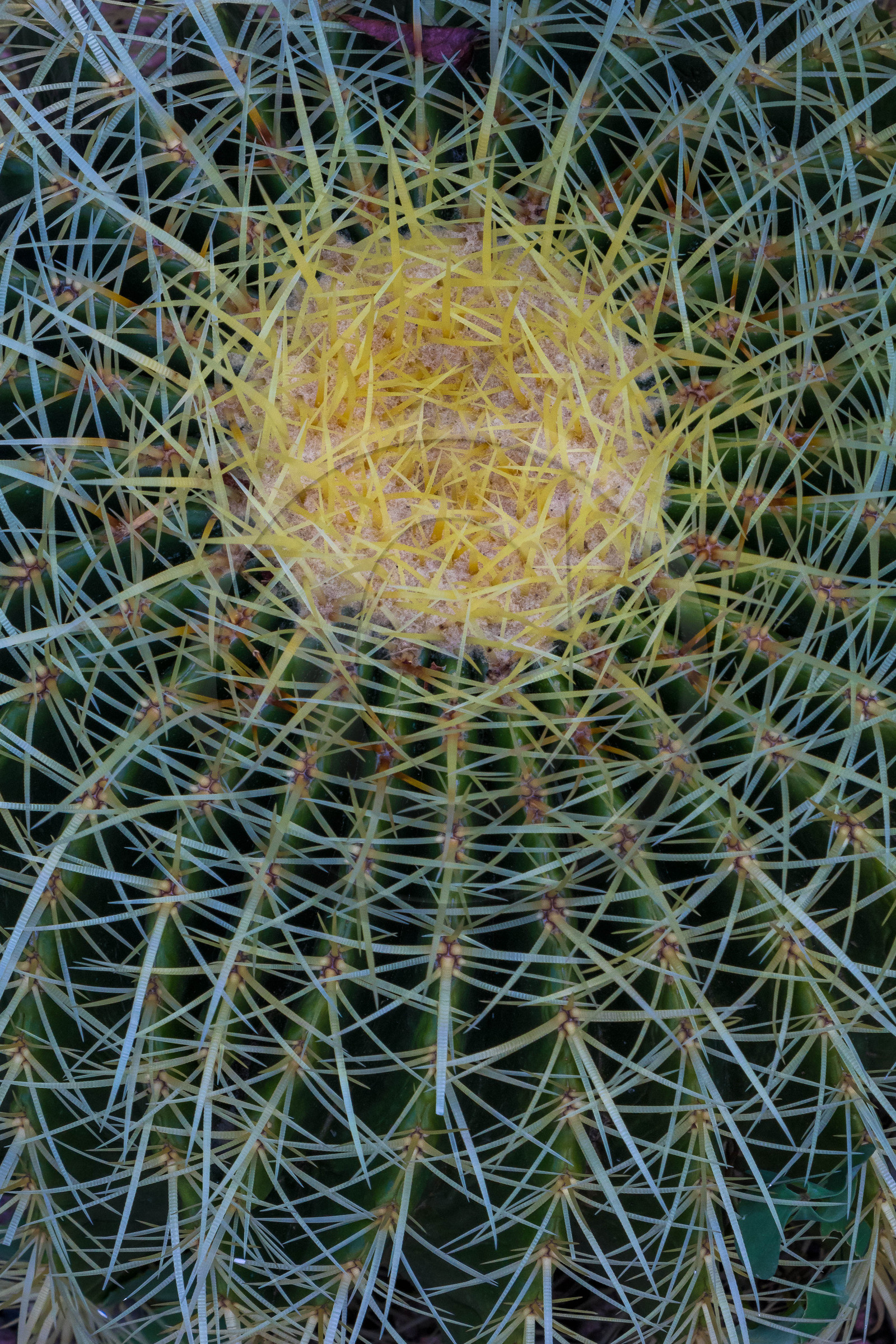 Jardin botanique de la villa Taranto