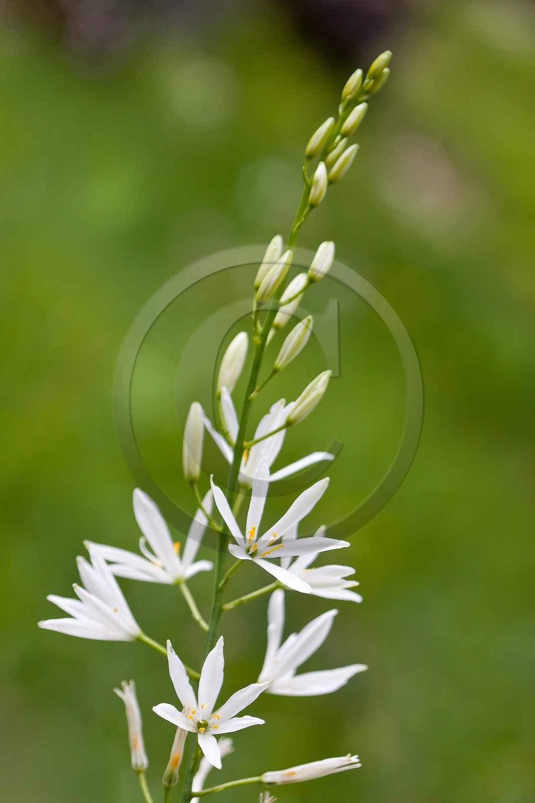 Phalangère à fleurs de Lis, Anthericum liliago