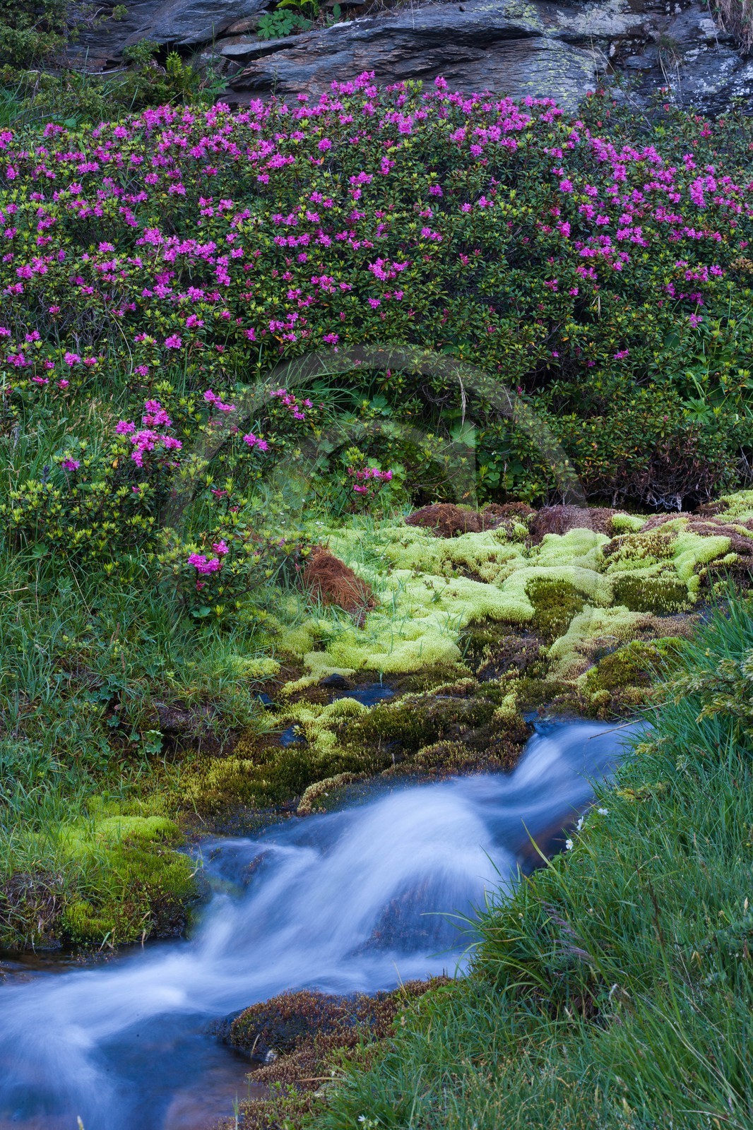 Rhododendron ferrugineux, Laurier rose des Alpes, Rhododendron ferrugineum