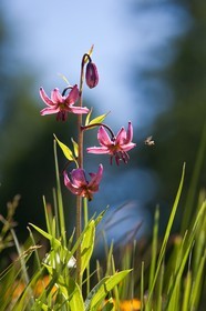 Lis martagon, Lilium martagon