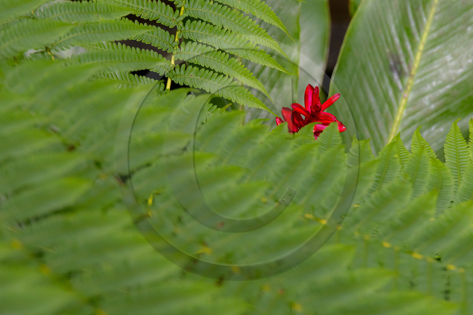 Forêt tropicale, Parc national de la Guadeloupe