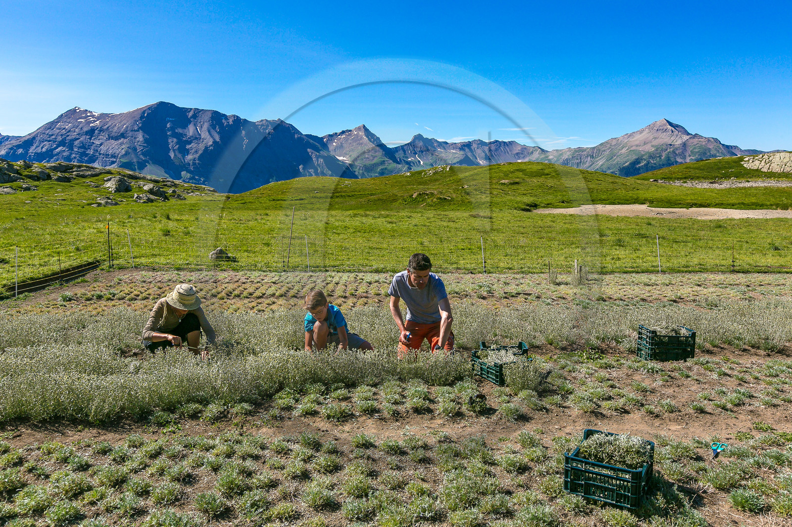 Bruno Gonnon, cultivateur de génépi bio