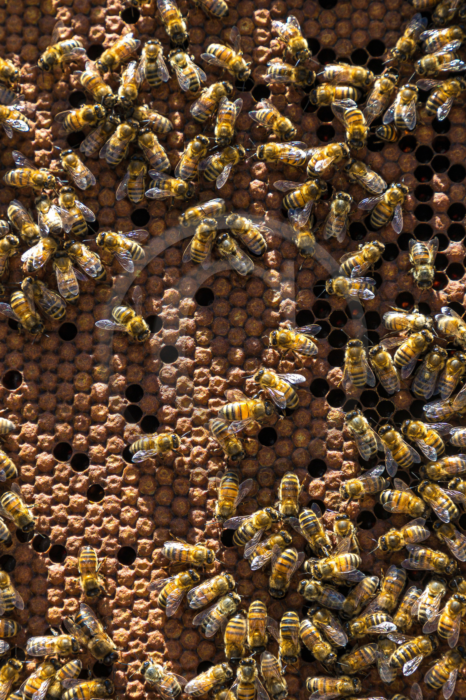 Margaux et Didier Pissard, apiculteurs