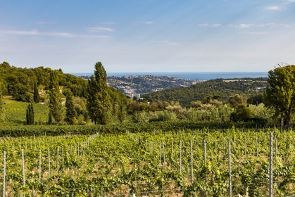 Vignoble de Saint-Jeannet, propriétaire récoltant Denis Rasse