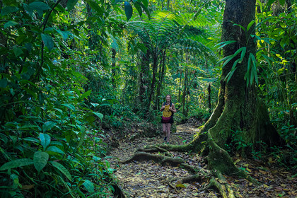 Forêt tropicale, Parc national de la Guadeloupe