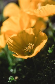 Pavot des Alpes Papaver alpinum