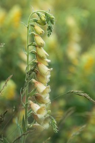Digitale Jaune, Digitalis lutea