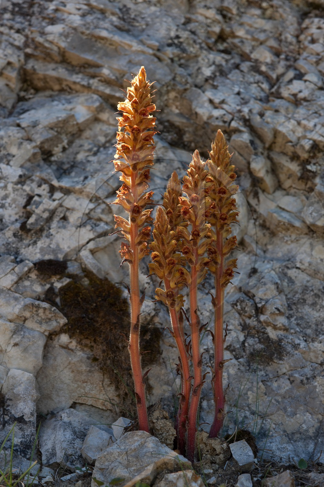 Orobanche du sermontain, Orobanche laserpitii-sileris