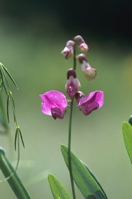 Gesse des marais (Lathyrus palustris)