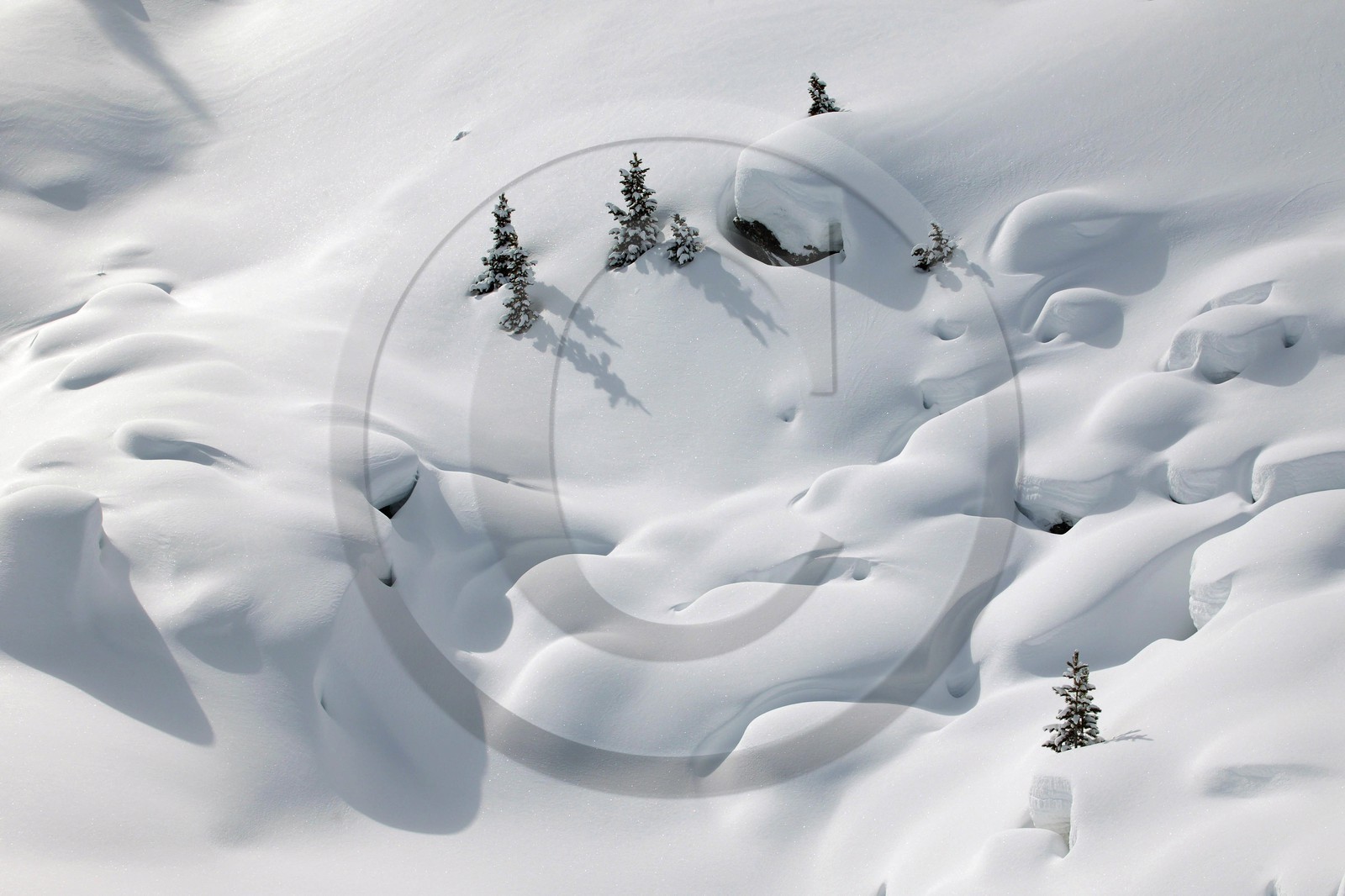 Ceillac, pins cembro sous la neige