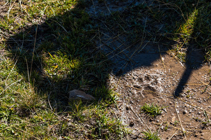 La vallée des loups, trace, empreinte de loup