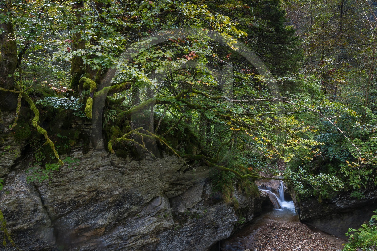 ENS de l'Isère, Les Ecouges, rivière La Drevenne
