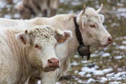Valbonnais, Col d'Ornon, troupeau de vache avec les premières neiges