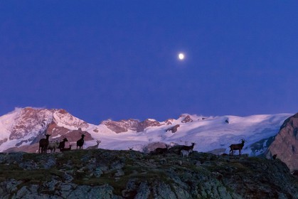 Troupeau de chèvres devant le Rateau