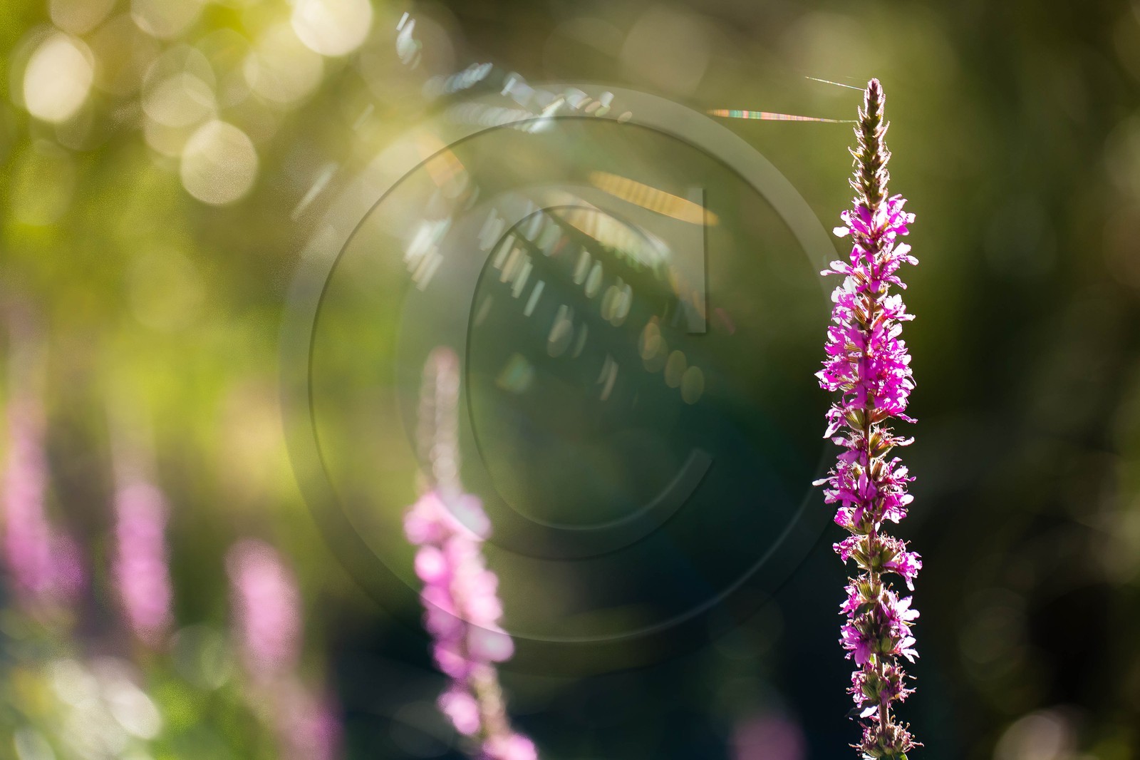 ENS de l'Isère, espace alluvial de la Rolande