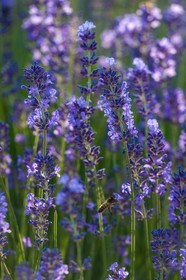 Lavende, Lavendin, Lavandula hybrida