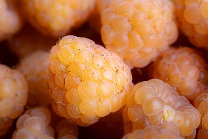Ecrins de fruits, producteur de fruits rouges