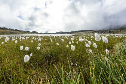 col du Longet, linaigrettes au Lac du Longet