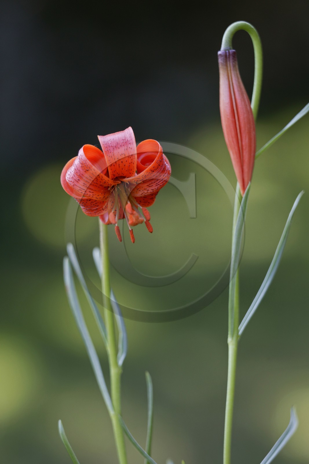 Lis pompon, Lilium pomponium