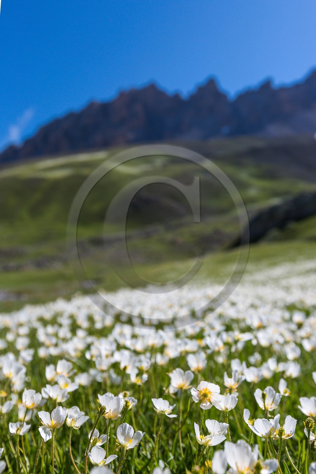 Vallon de l'Orrenaye, renoncule de kupfer, Ranunculus kuepferi