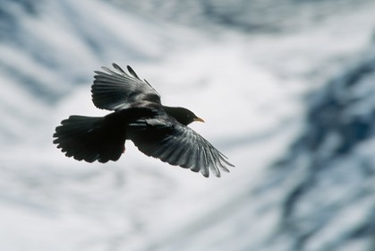 Chocard à bec jaune, Pyrrhocorax graculus