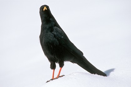 Chocard à bec jaune, Pyrrhocorax graculus