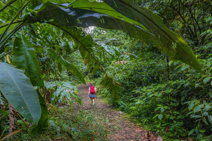 Forêt tropicale, Parc national de la Guadeloupe