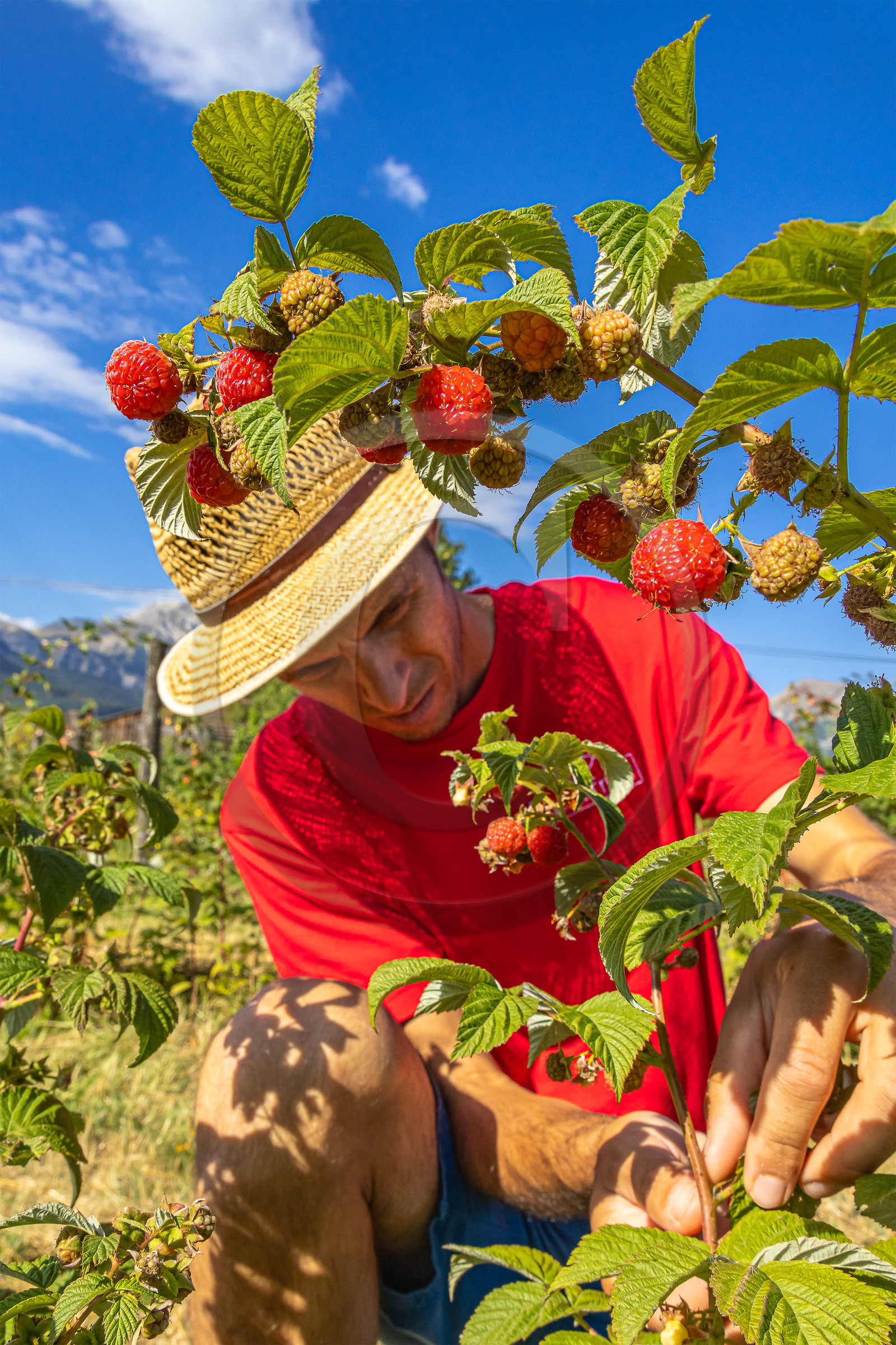 Ecrins de fruits, producteur de fruits rouges