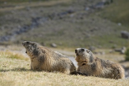 Marmotte des Alpes ( Marmota marmota )