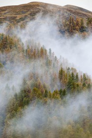 Vallée de la Tinée, mélezein