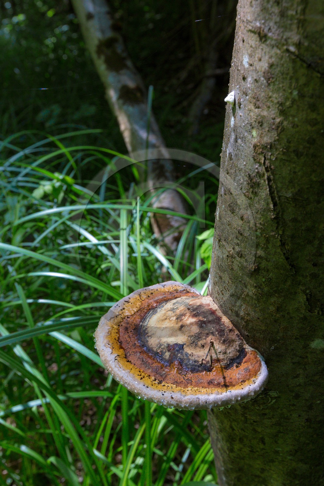 ENS de l'Isère, Vieille morte de Bourg d'Oisans