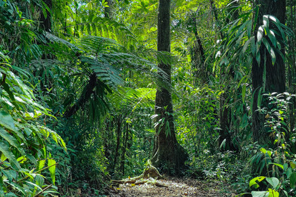 Forêt tropicale, Parc national de la Guadeloupe