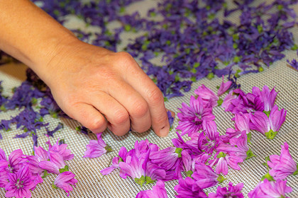 Les cueillettes du Lauzet, mauve de Mauritanie, malva mauritania