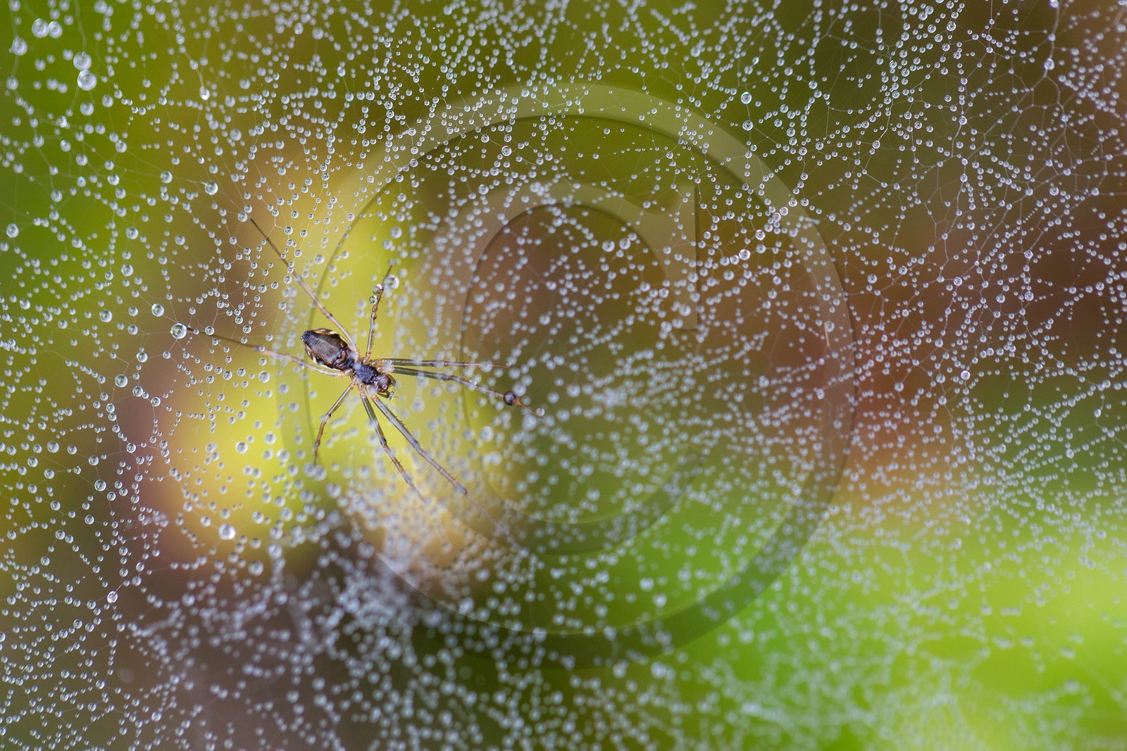 ENS de l'Isère, Tourbière des Planchettes, araignée