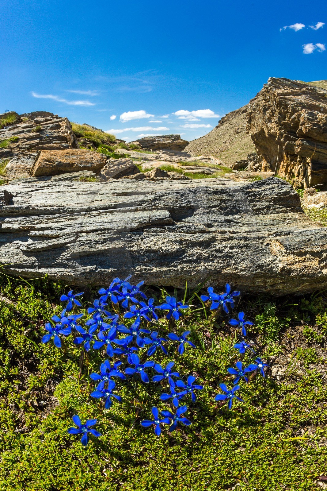 Réserve naturelle de Ristolas-Mont Viso, gentiane printanière, Gentiana verna