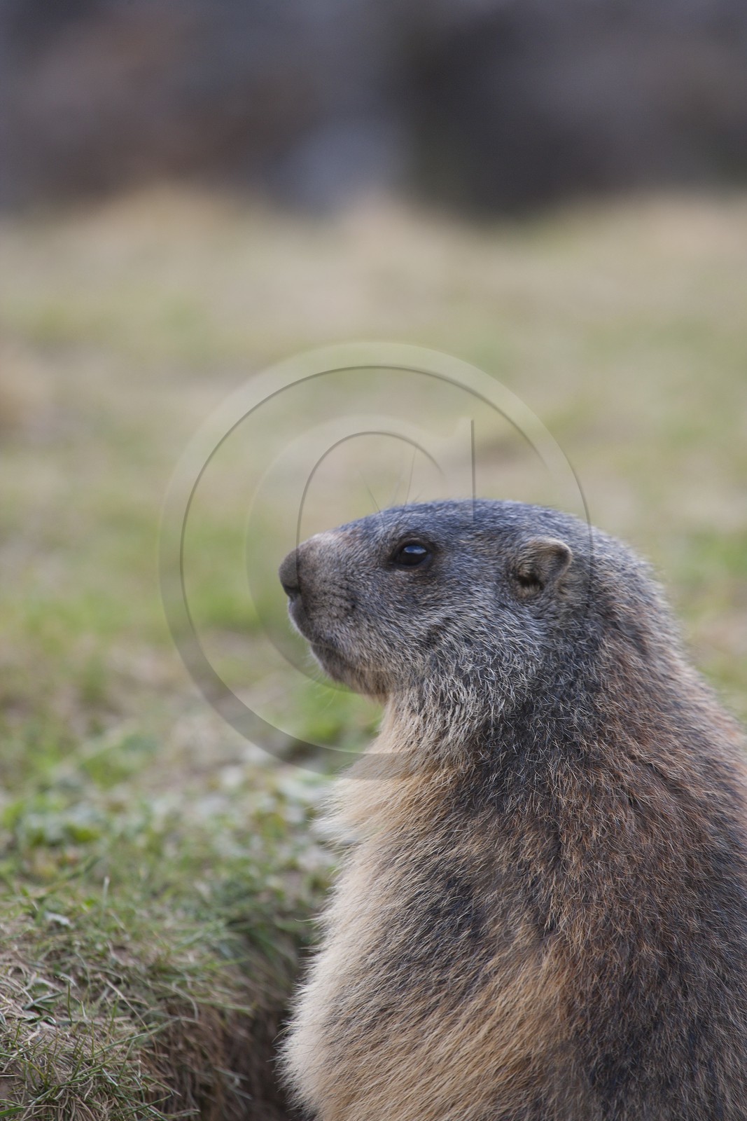 Marmotte des Alpes ( Marmota marmota )