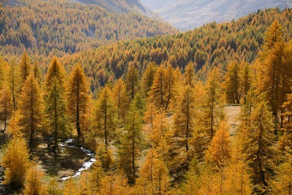Mélézein à l'automne