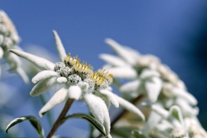 Edelweiss, Leontopodium alpinum