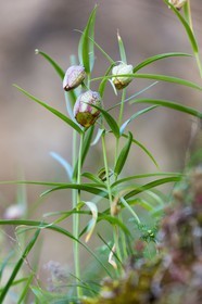 Fritillaire à involucre, Fritillaria involucrata