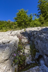 ENS de l'Isère, vallée fossile des Rimets
