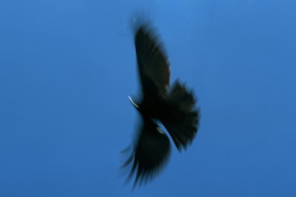 Chocard à bec jaune, Pyrrhocorax graculus