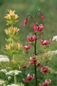 Lis martagon, Lilium martagon